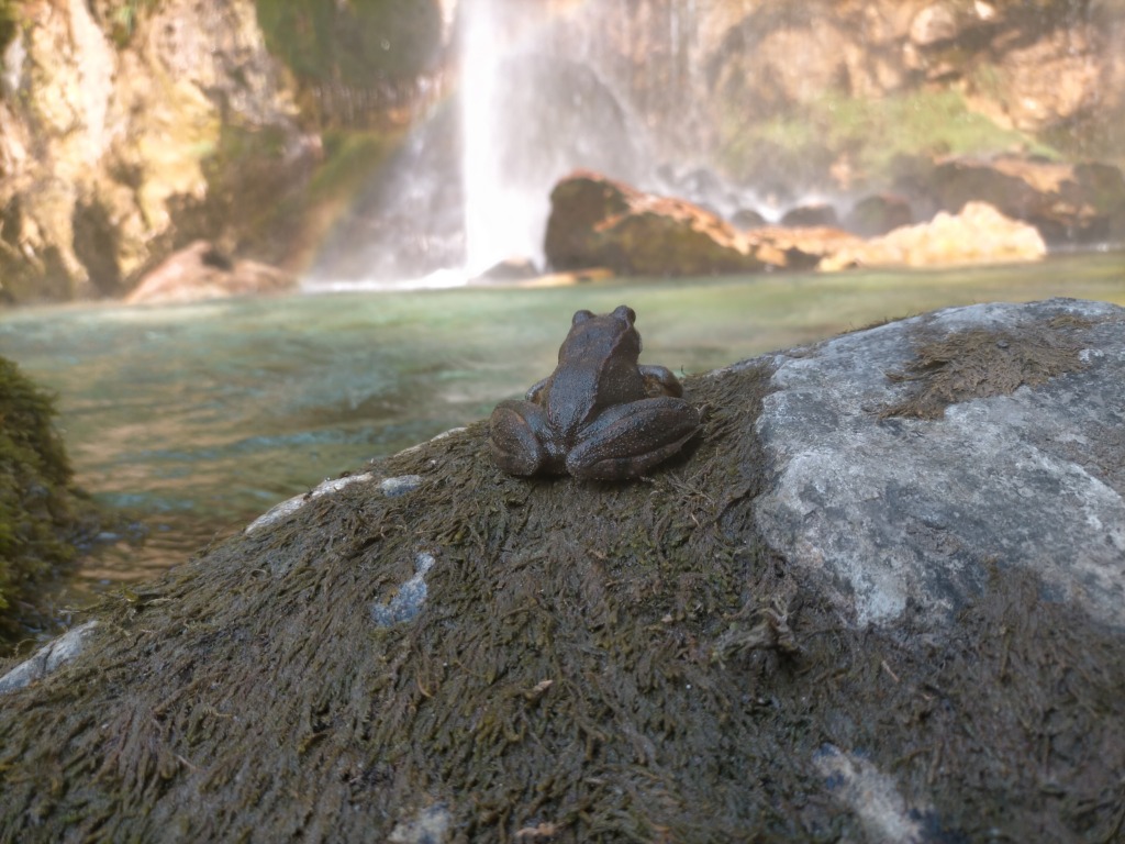 グルナスの滝でたそがれるカエル